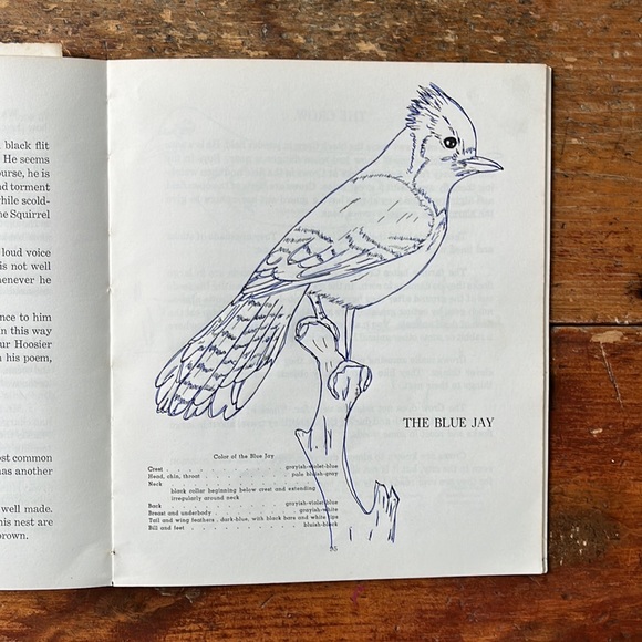 Birds To Know Vintage 60’s Colouring And Lesson Book - Picture 9 of 14